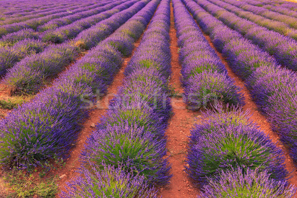 Campo de lavanda verano paisaje cielo árbol nubes Foto stock © Fesus