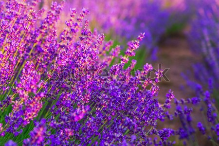 Lavender field in the summer Stock photo © Fesus