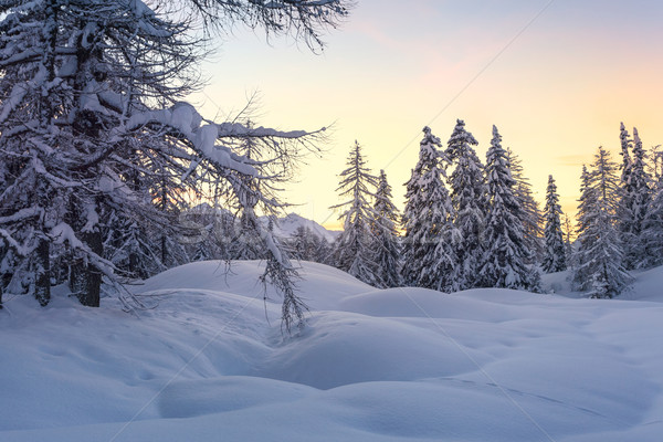 Сток-фото: зима · лес · Альпы · гор · Словения · древесины