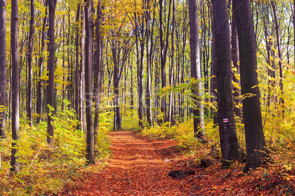 Footpath winding through colorful forest Stock photo © Fesus