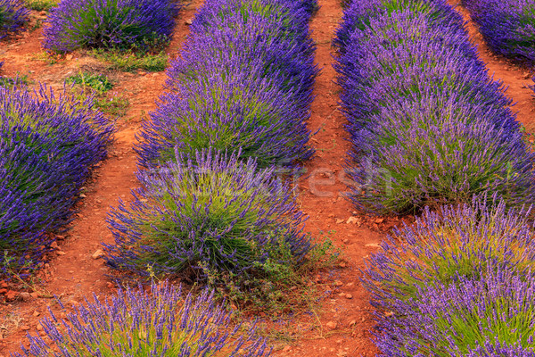 Lavender bushes in long lines Stock photo © Fesus