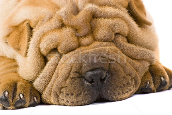 Sharpei köpek eğlence stüdyo profil arkadaş Stok fotoğraf © Fesus