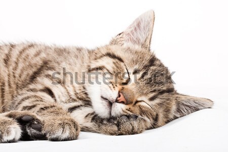 ストックフォト: 寝 · 猫 · 目 · 背景 · 楽しい · リラックス