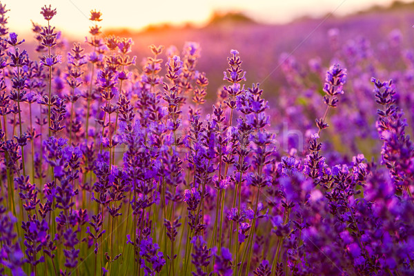 Campo di lavanda Ungheria cielo tramonto natura panorama Foto d'archivio © Fesus