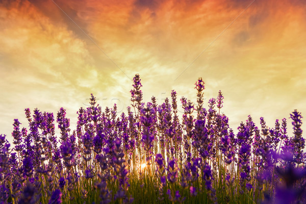 Lavender field in Tihany, Hungary Stock photo © Fesus