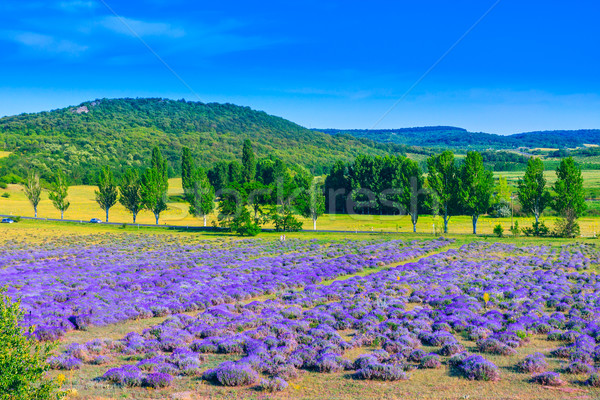 Lavender field in the summer Stock photo © Fesus