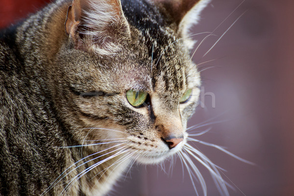 Pisică portret acasă în aer liber fundal Imagine de stoc © Fesus