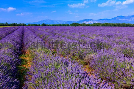 Lavender field in summer Stock photo © Fesus
