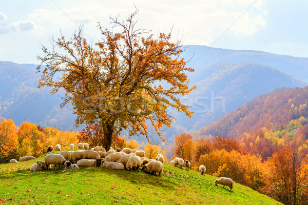 Sheep under the tree in Transylvania Stock photo © Fesus