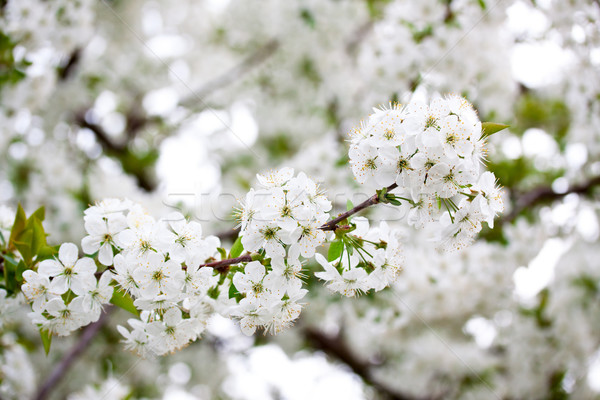 Ciliegio fiori primavera fioritura ramo Pasqua Foto d'archivio © Fesus