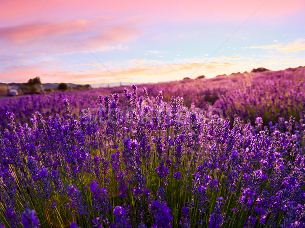 Lavender field in Tihany, Hungary Stock photo © Fesus