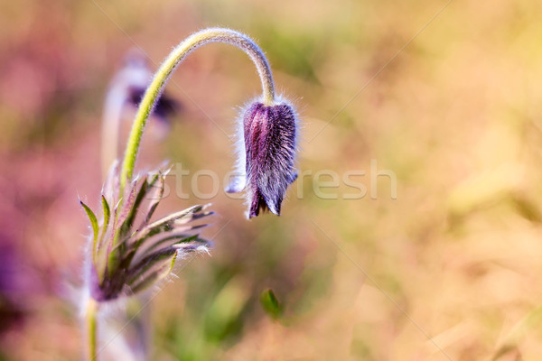 Pasque Flower blooming on spring meadow Stock photo © Fesus
