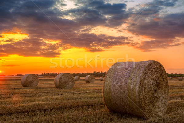 Sunset over farm field with hay bales Stock photo © Fesus