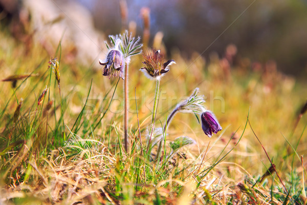 A group of Pulsatilla Stock photo © Fesus