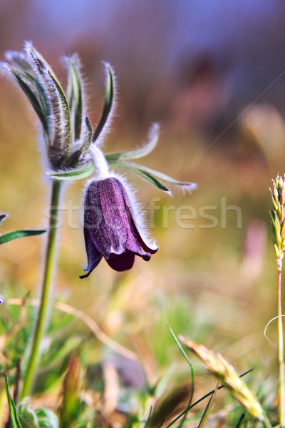 A group of Pulsatilla Stock photo © Fesus