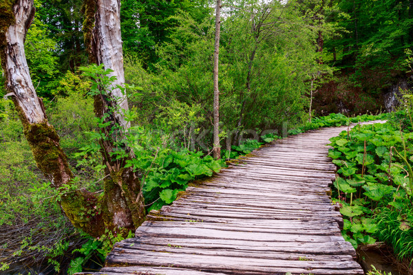 Forest pathway Stock photo © Fesus