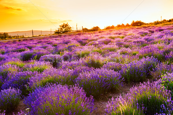 Lavender field in Tihany, Hungary Stock photo © Fesus