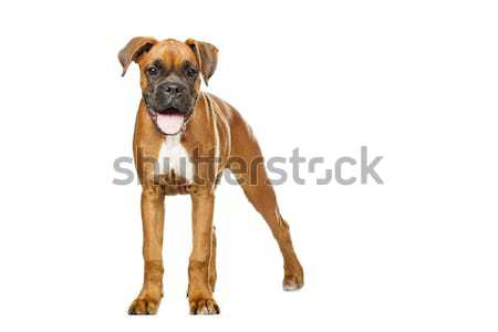 Boxeur chiot mois blanche portrait drôle [[stock_photo]] © Fesus