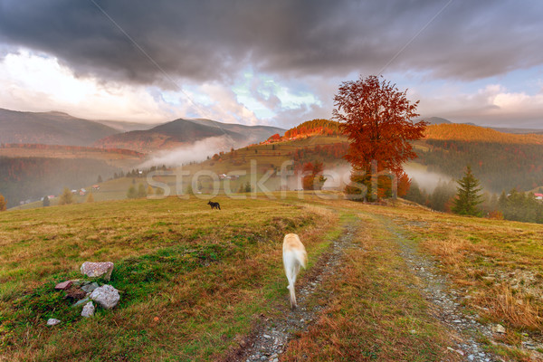 Morning in Carpathians mountain Stock photo © Fesus
