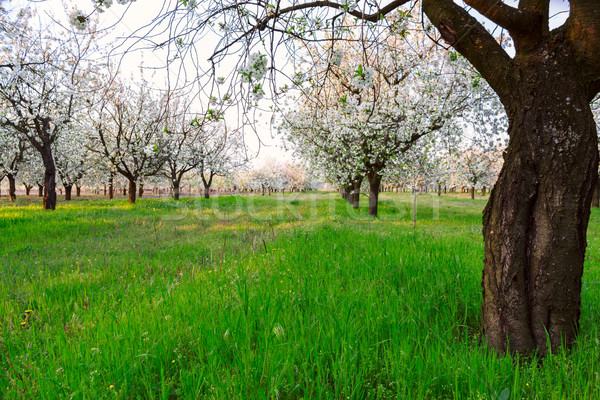 Cherry blossom Stock photo © Fesus