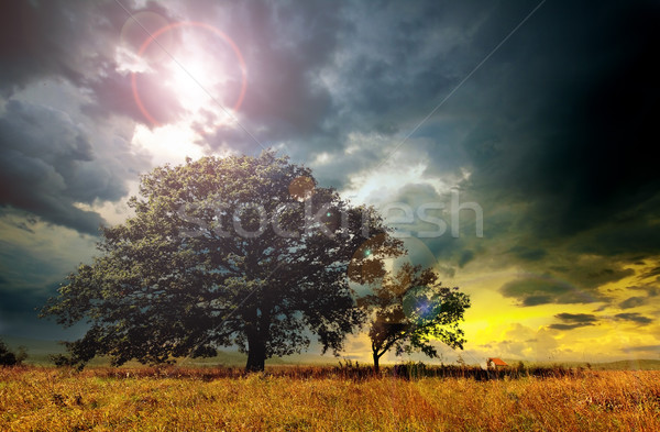 孤独 ツリー 青空 日没 太陽 自然 ストックフォト © Fesus