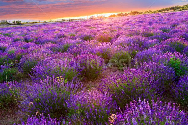 Campo di lavanda Ungheria tramonto estate panorama bellezza Foto d'archivio © Fesus