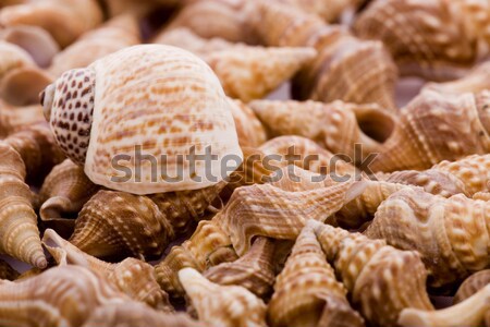 shell Stock photo © Fesus