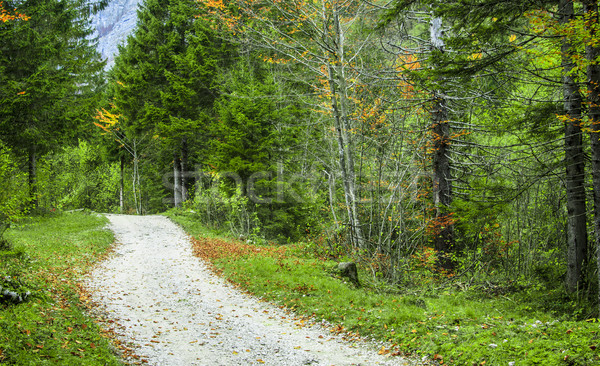 Green forest with pathway Stock photo © Fesus