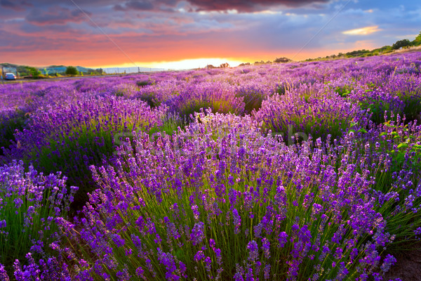 Stock photo: Sunset over a summer lavender field
