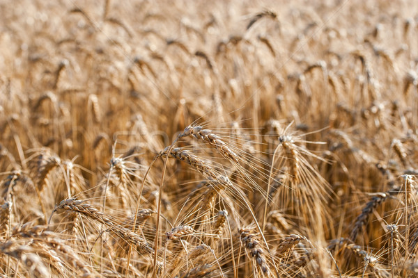 Arany fülek búzamező mező búza kész Stock fotó © Fesus