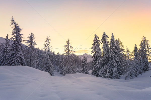 Hermosa invierno paisaje nieve cubierto árboles Foto stock © Fesus