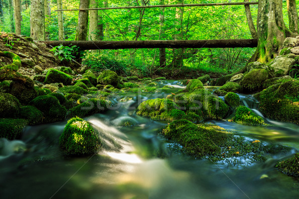 River deep in mountain forest Stock photo © Fesus