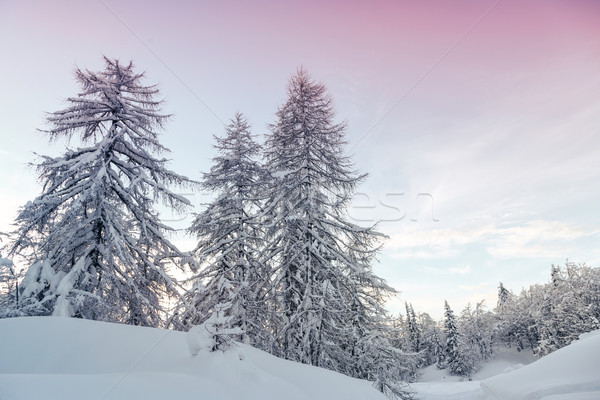 Zimą krajobraz góry alpy Słowenia drzewo Zdjęcia stock © Fesus