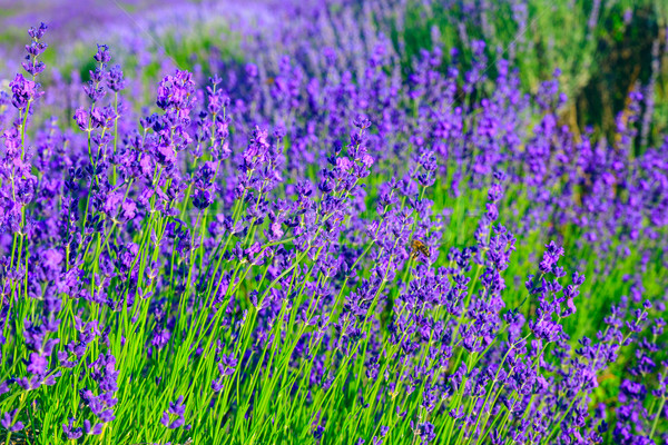 Lavender field in the summer Stock photo © Fesus