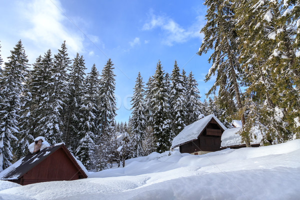 Winter forest in Alps Stock photo © Fesus