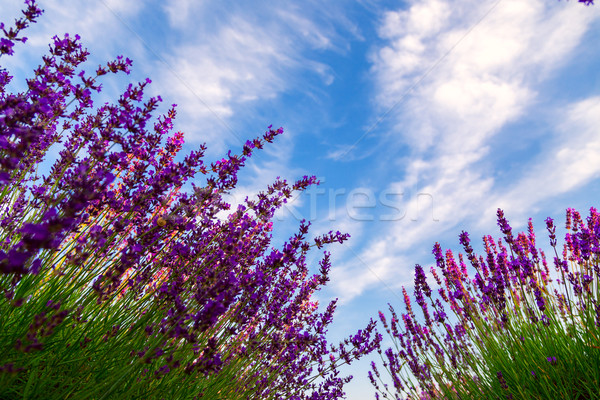 Stock photo: Lavender field in Tihany, Hungary