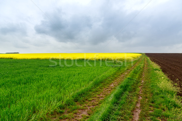 Camino de tierra campos Hungría cielo primavera carretera Foto stock © Fesus