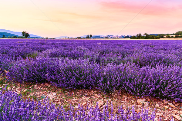 Beautiful landscape of lavender fields at sunset near Sault Stock photo © Fesus