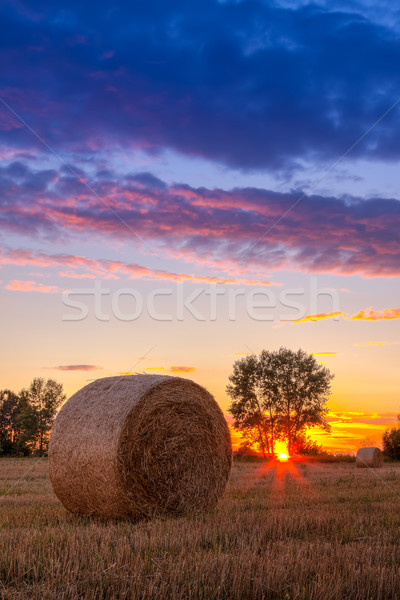 Sunset field, tree and hay bale Stock photo © Fesus