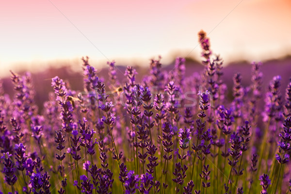 Lavender field in Tihany, Hungary Stock photo © Fesus
