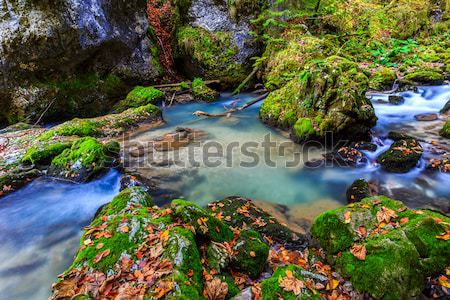 Arroyo profundo montana forestales agua madera Foto stock © Fesus