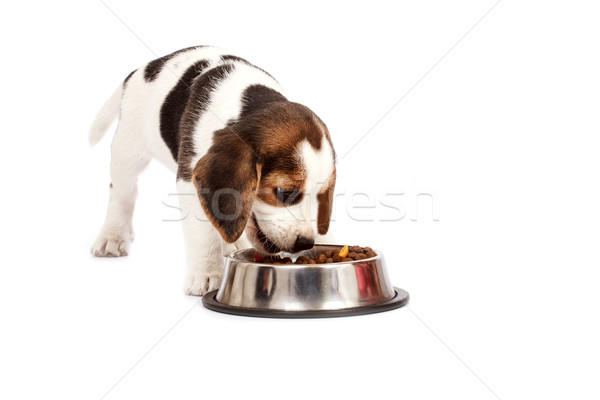 ビーグル 子犬 犬 食べ 白 悲しい ストックフォト © Fesus