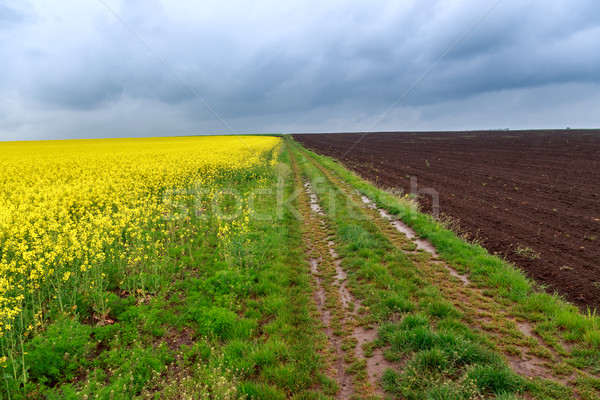 Dirt road and canola fields Stock photo © Fesus