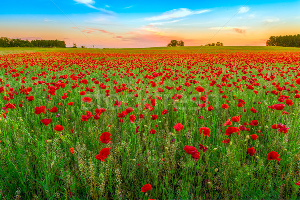 Amapolas campo puesta de sol hierba verde rojo cielo Foto stock © Fesus