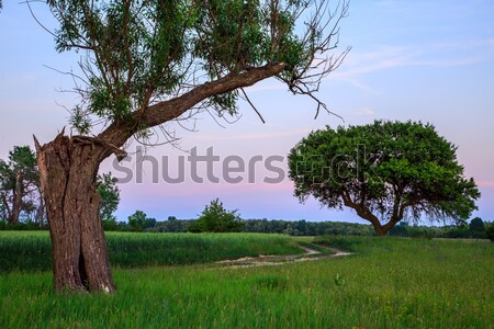 Adriatic sea view at Rovinj Stock photo © Fesus