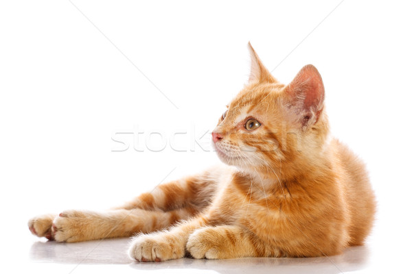 Red little cat Stock photo © Fesus