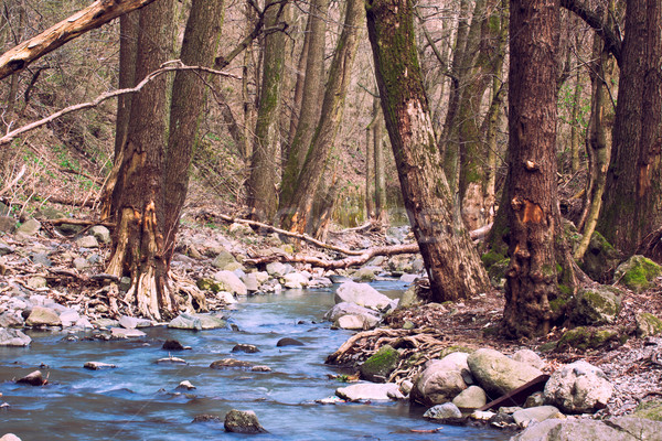 Autunno foresta piccolo torrente Ungheria sole Foto d'archivio © Fesus