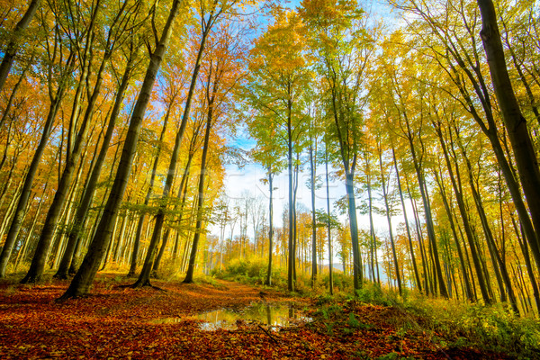 Kleurrijk najaar bos foto hdr zon Stockfoto © Fesus