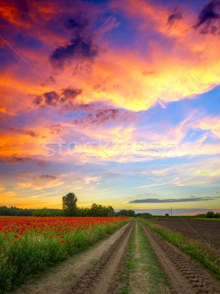 Amapolas campo puesta de sol verano Hungría sol Foto stock © Fesus