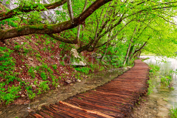 Caminho parque água primavera madeira Foto stock © Fesus